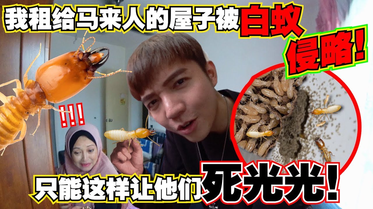 租给马来人的屋子被白蚁攻击！这样让它们死光光！原来大水蚁就是白蚁的DRONE OMGG【DailyVlog】