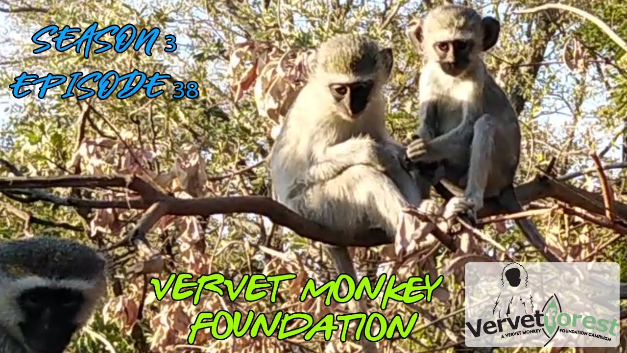 Not all fun and games, updates on the second 8 orphan monkeys to arrive, meet H&B troop Season3 ep38