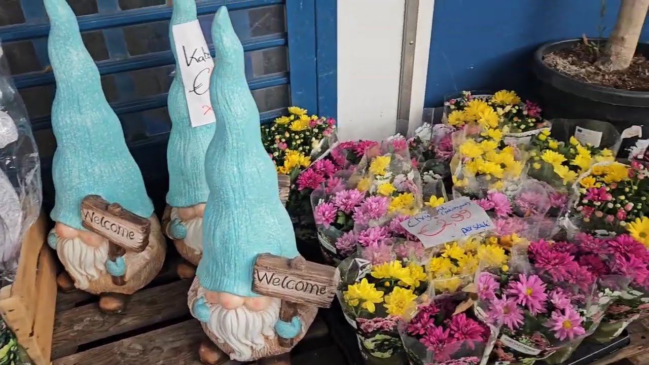 🟢 Flores para decorar la casa 😃 Sluis (Holanda)📌