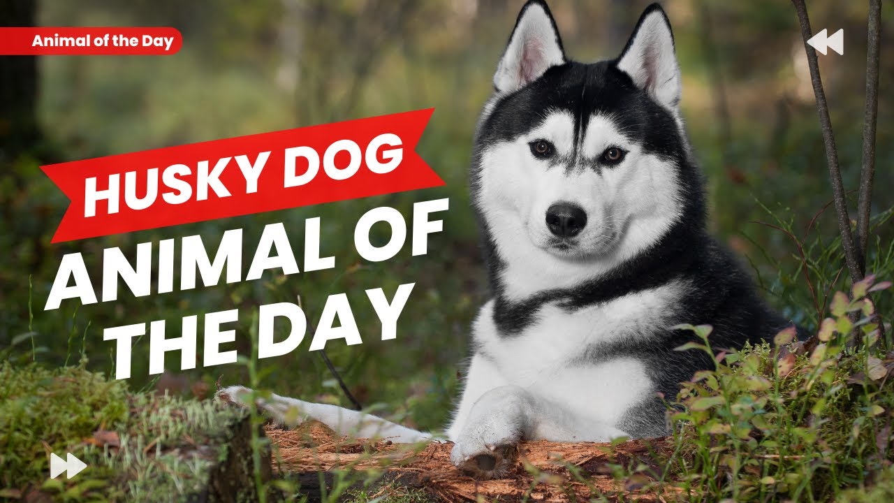 Husky - Dog of the Day | Educational Animal Videos for Homeschoolers, Children, and Teachers
