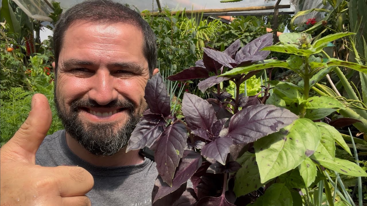 NÃO PLANTE MANJERICÃO SEM VER ESTE VÍDEO