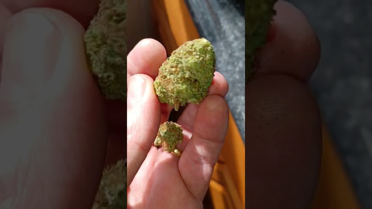 @TweedleFarms Sour Brulee Sun grown cbd hemp (is it good?)