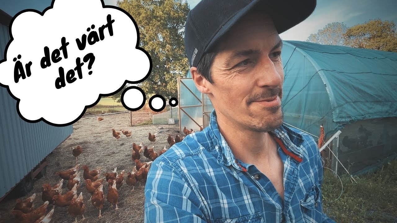 Första månaden med höns 🐔 | kostnader & intäkter | vlogg 288