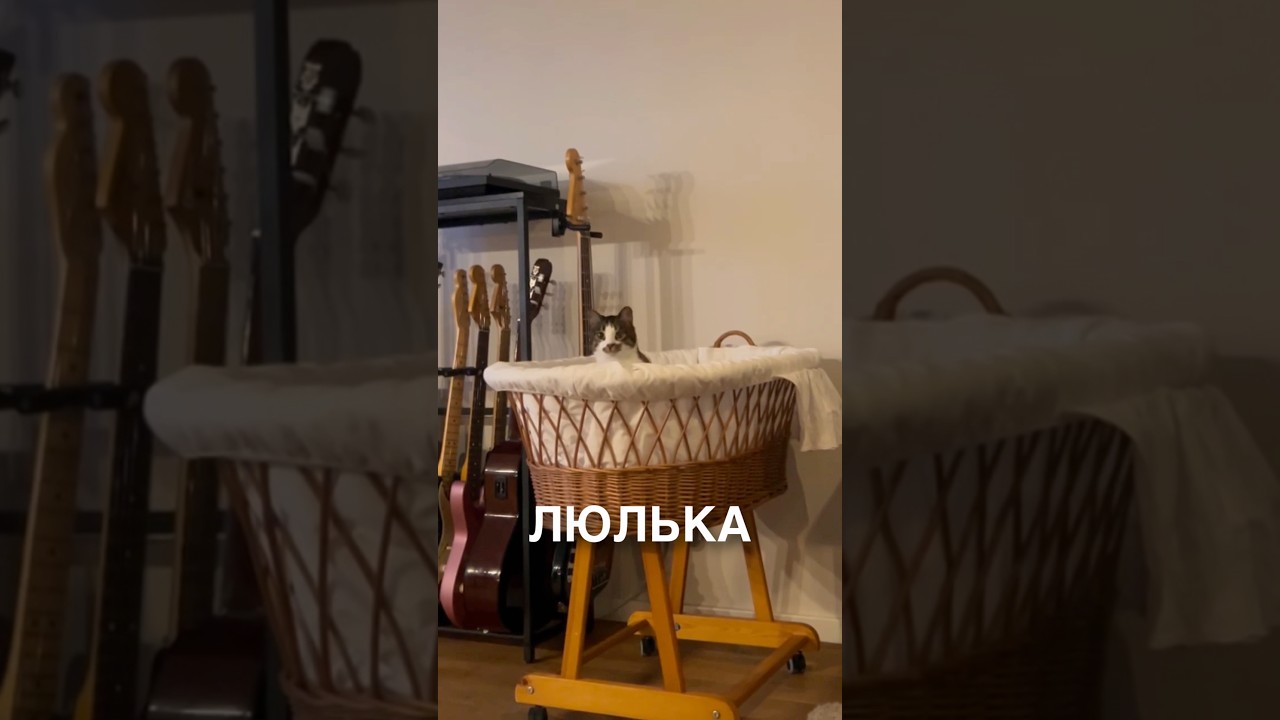 Вещички для котика 🥰 #истории #история #новости #новость #shorts