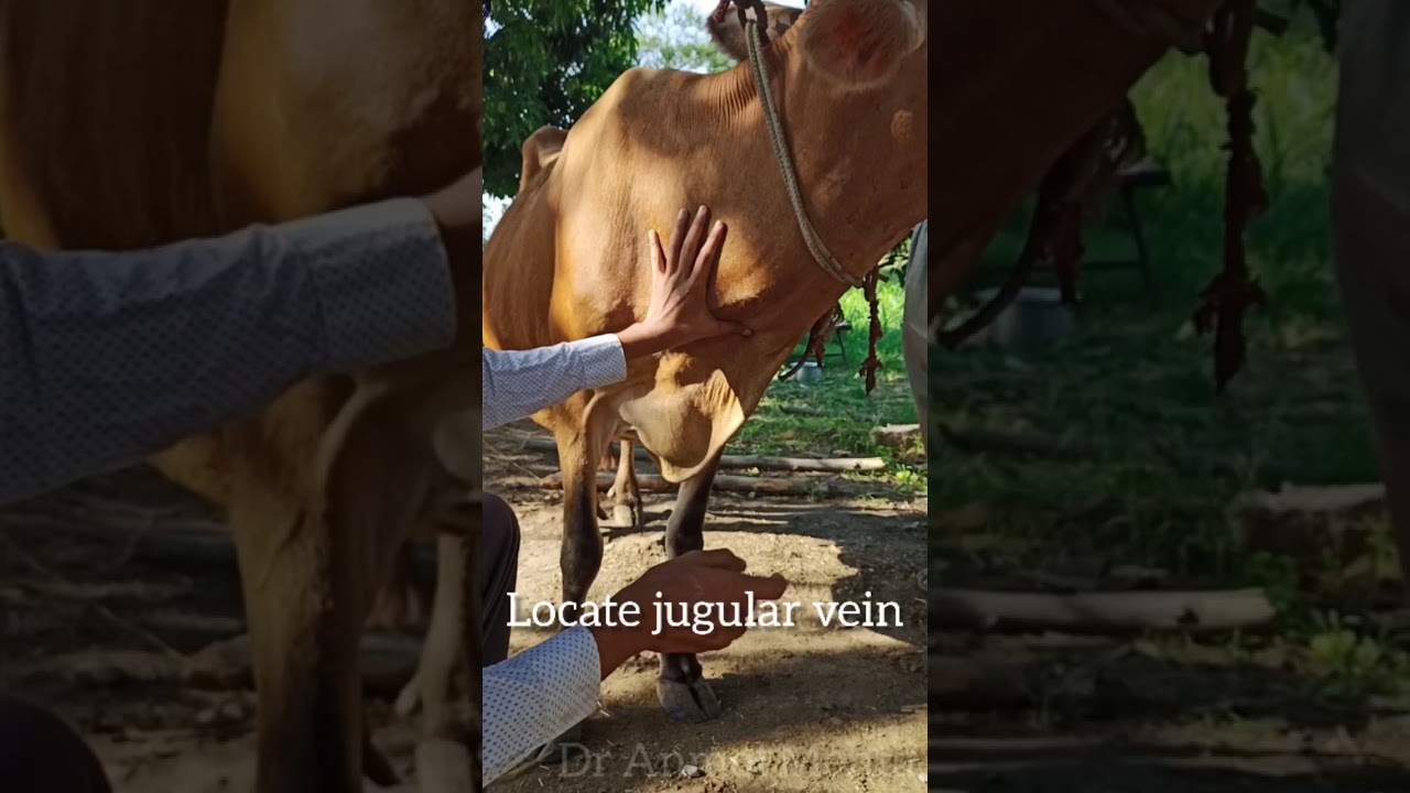 How to administer drugs via IV Route in large animals||Parentral route of drug admin|| jugular vein