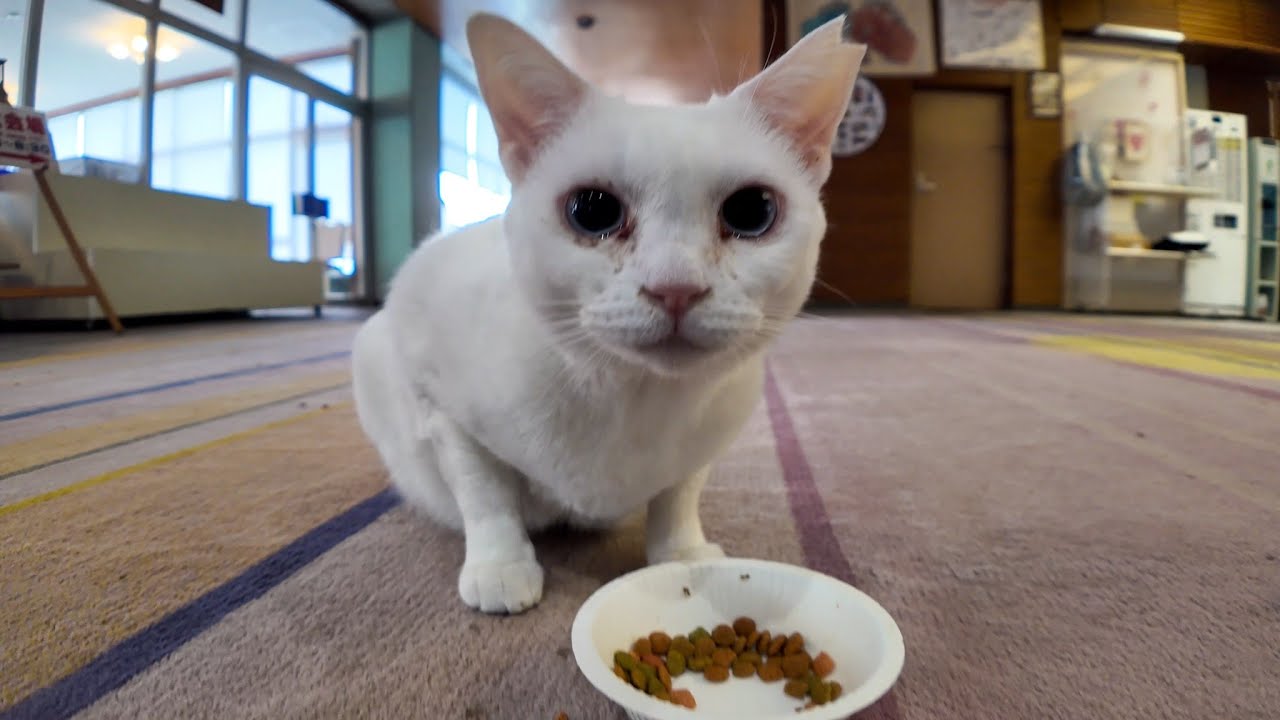 【猫ホテル】ロビーでカリカリを食べる白猫が可愛すぎて動けない🐾