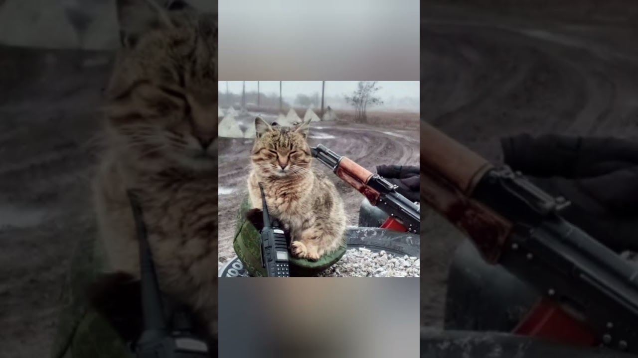 Воин и котëнок.  Полная версия. 
