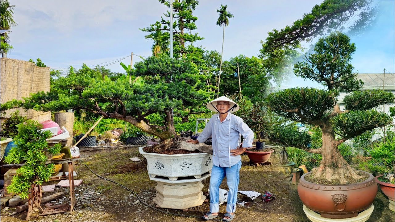 Tùng Kim Cương Mini, Tùng La Hán, Tùng Kim Cương Lũa - Lê Khải chào bán 11/10