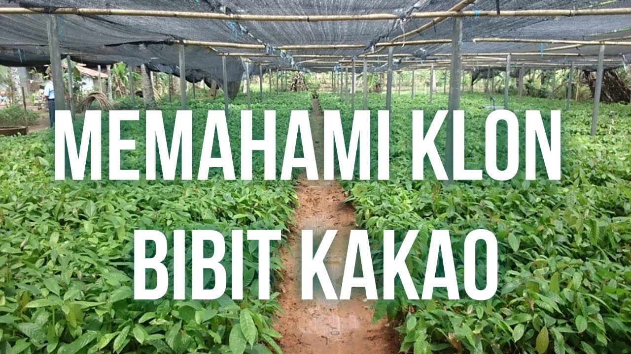 Mengenal Karakter Klon Bibit Kakao Unggul Baru