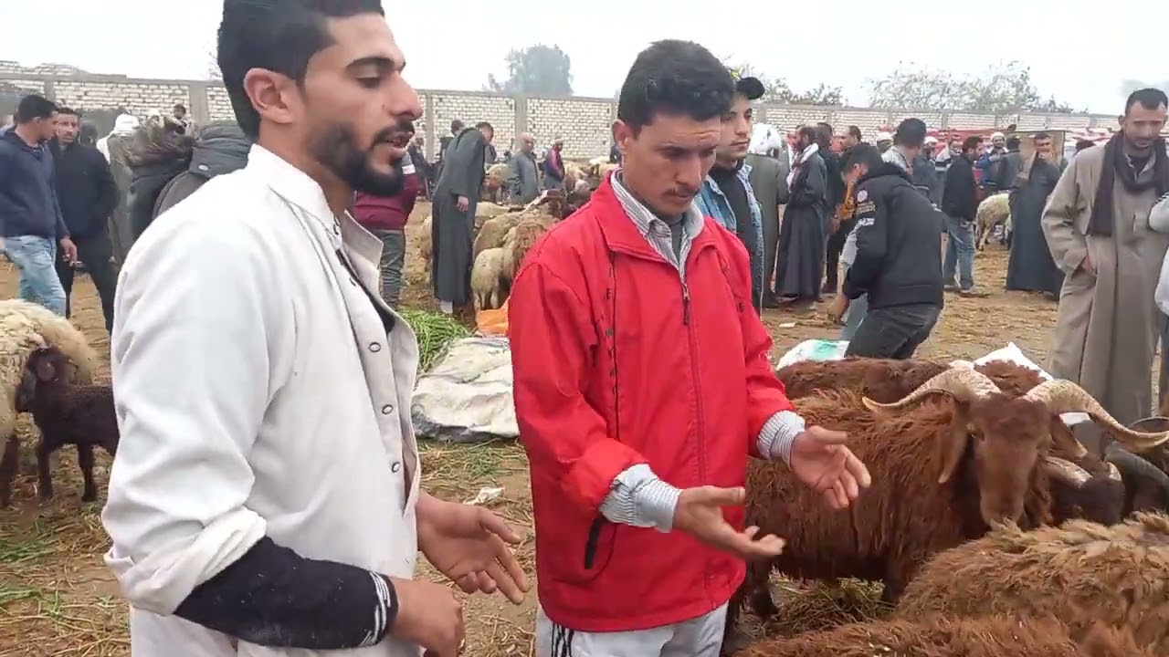 اسعار الخرفان الرحماني اللحم والقنيه سوق بيلا كفرالشيخ للمواشى والاغنام والماعز ٢٠٢٦/٣