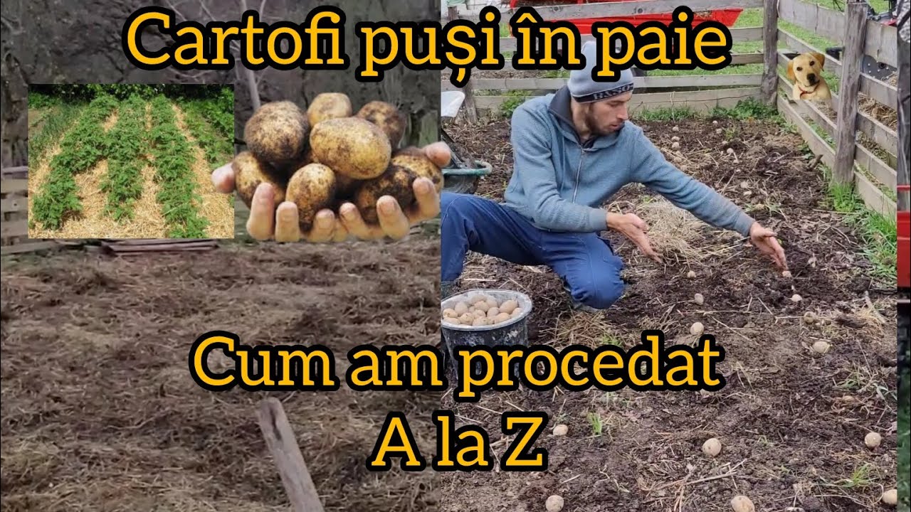FĂRĂ SAPĂ🥔 Cartofi puși în paie / cum am procedat A la Z