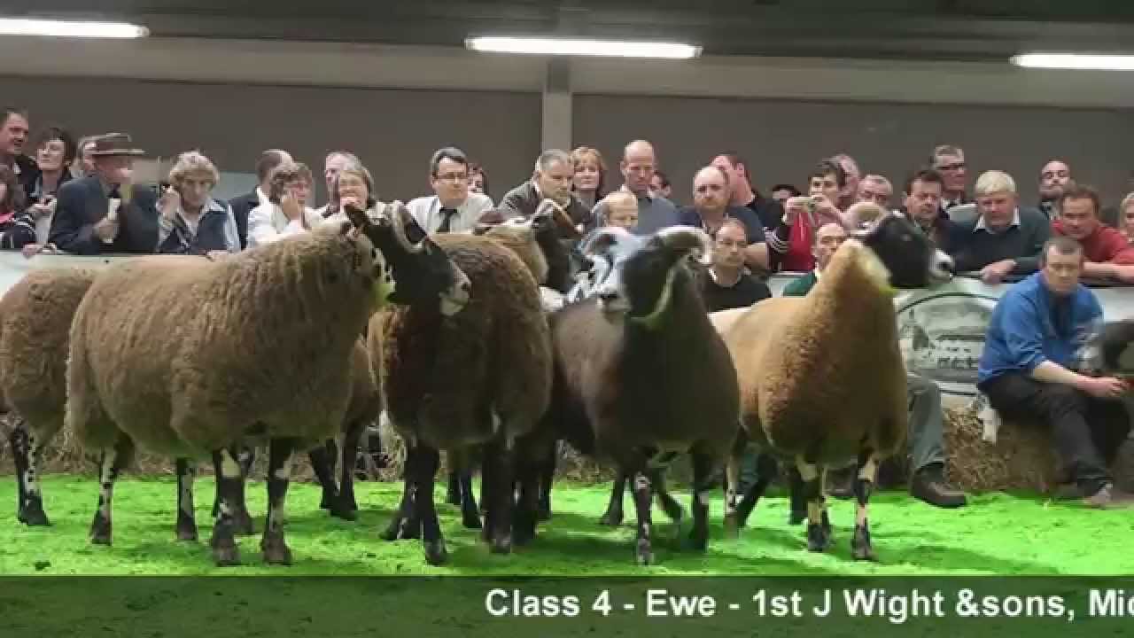 Blackface Sheep National Show at Stirling Agricultural Centre (South Type)