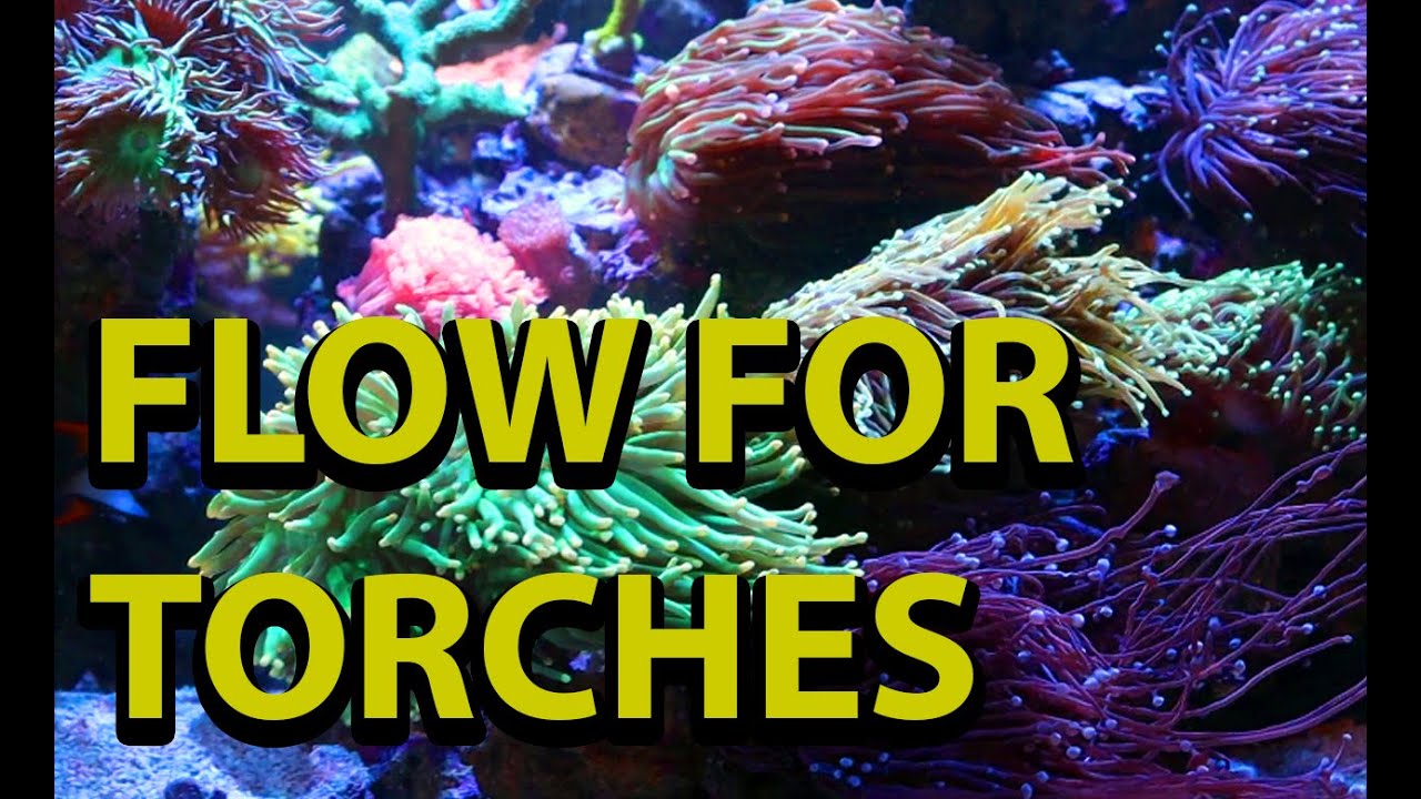 Flow For Torch Coral \\ How Much Flow Is Too Much