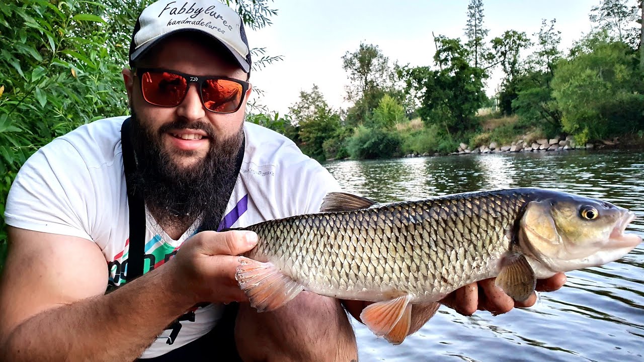 Spinning la clean pe caniculă!!! Chub Fishing UK #catchandrelease 🇬🇧