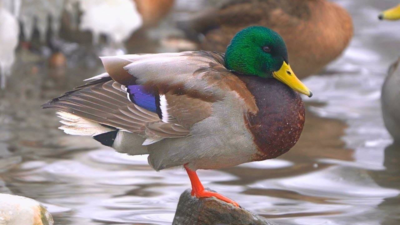 Arctic Drake on His Private Rock on the Icy Winter Pond [4K] Mallard Duck