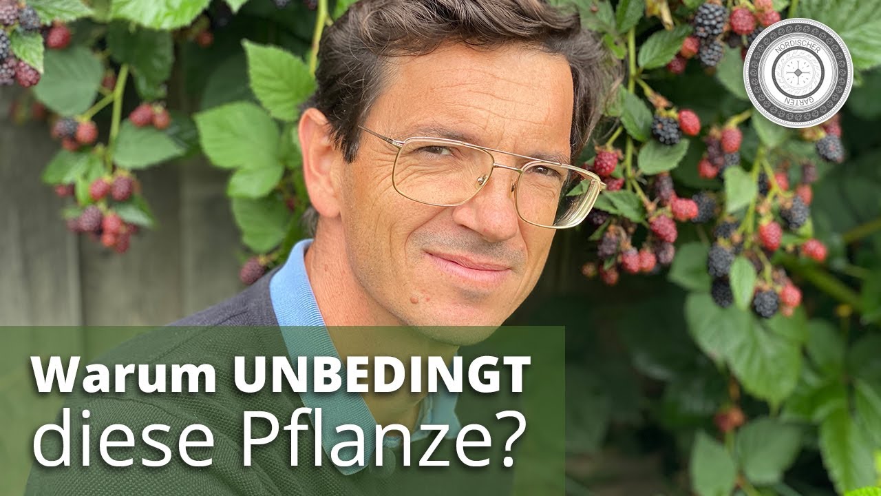 Die Brombeere - eine Wunderpflanze f&uuml;r  Insekten und Mensch/Wirkung, Pflege, Schnitt, Tipps