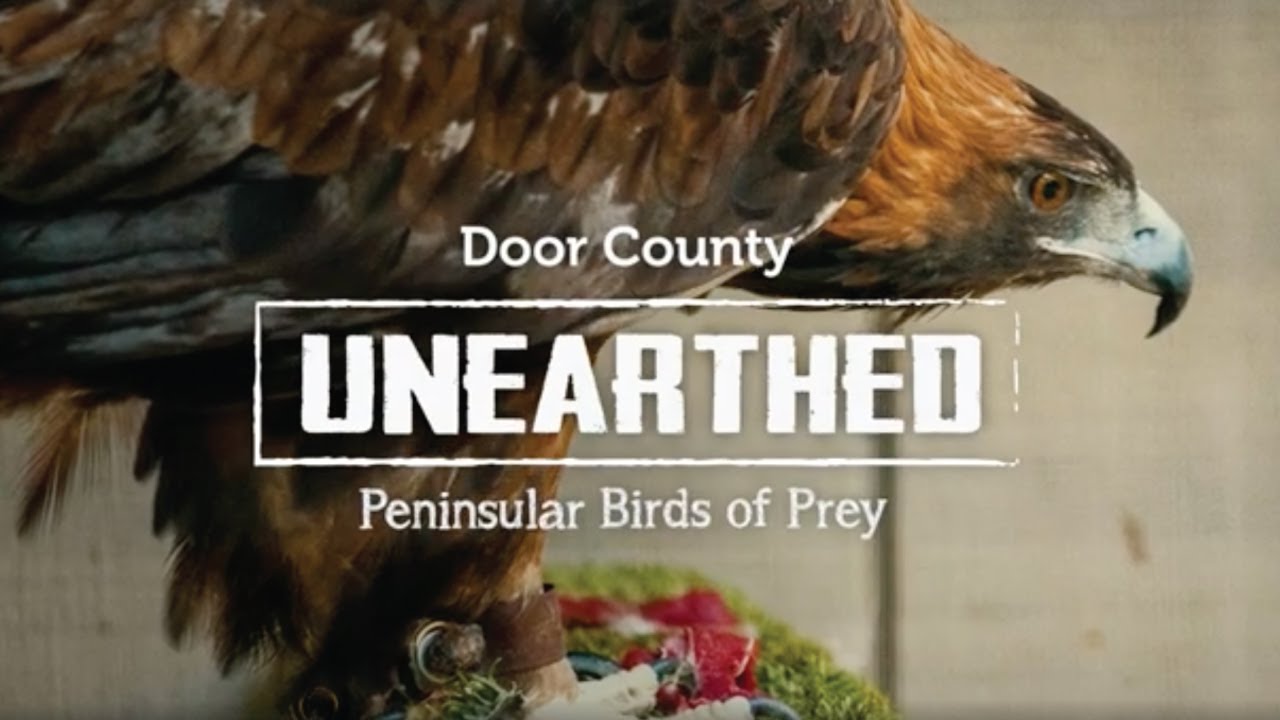Peninsular Birds of Prey  |  Door County Unearthed