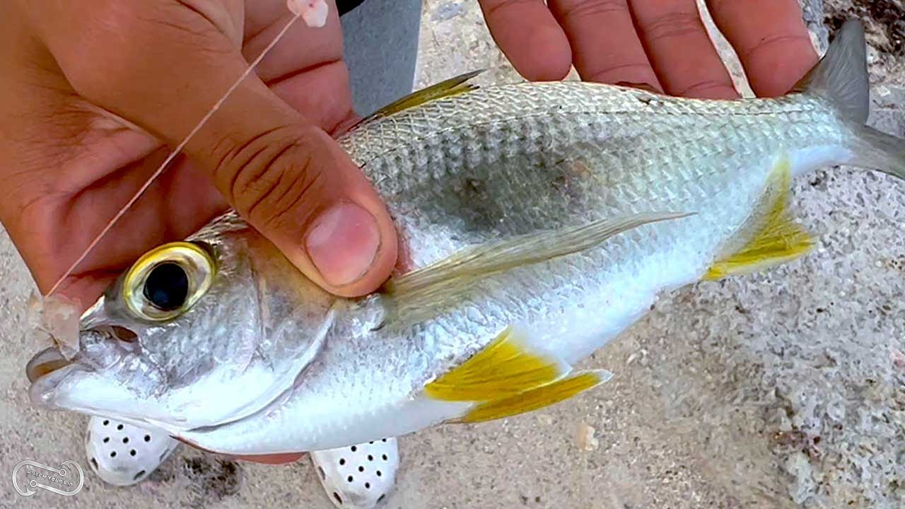 HOW TO LOAD UP ON MOJARRA SAND PERCH FOR BAIT