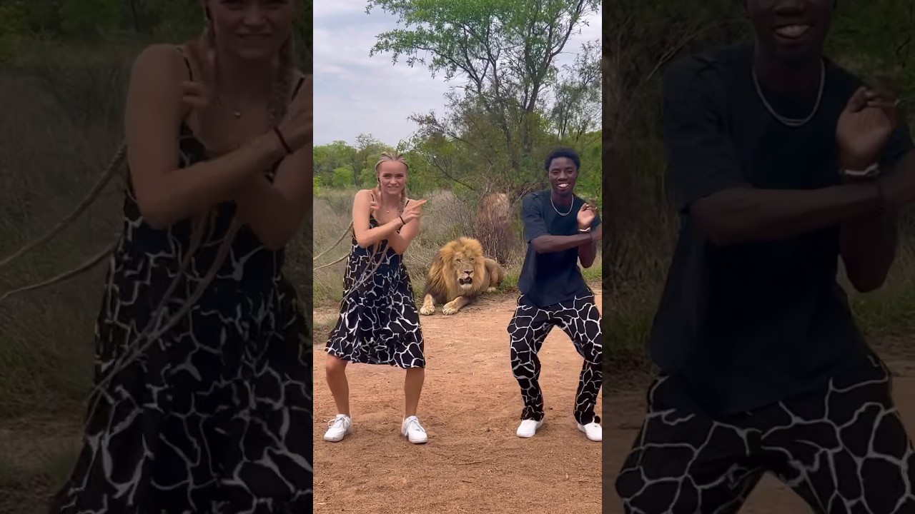 We danced infront of a lion 😨😳 @isabellaafro #africa #travel #couple #lion #shorts
