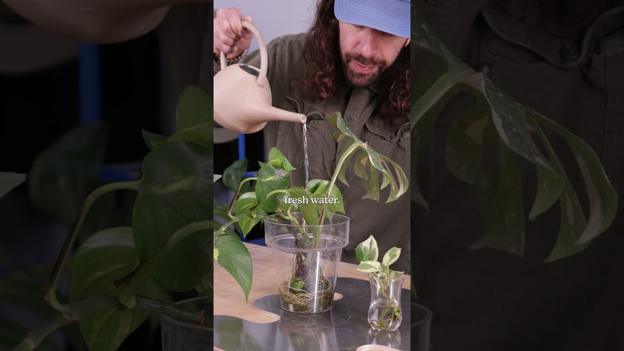 How to grow plants in water #plants #houseplant #propagation