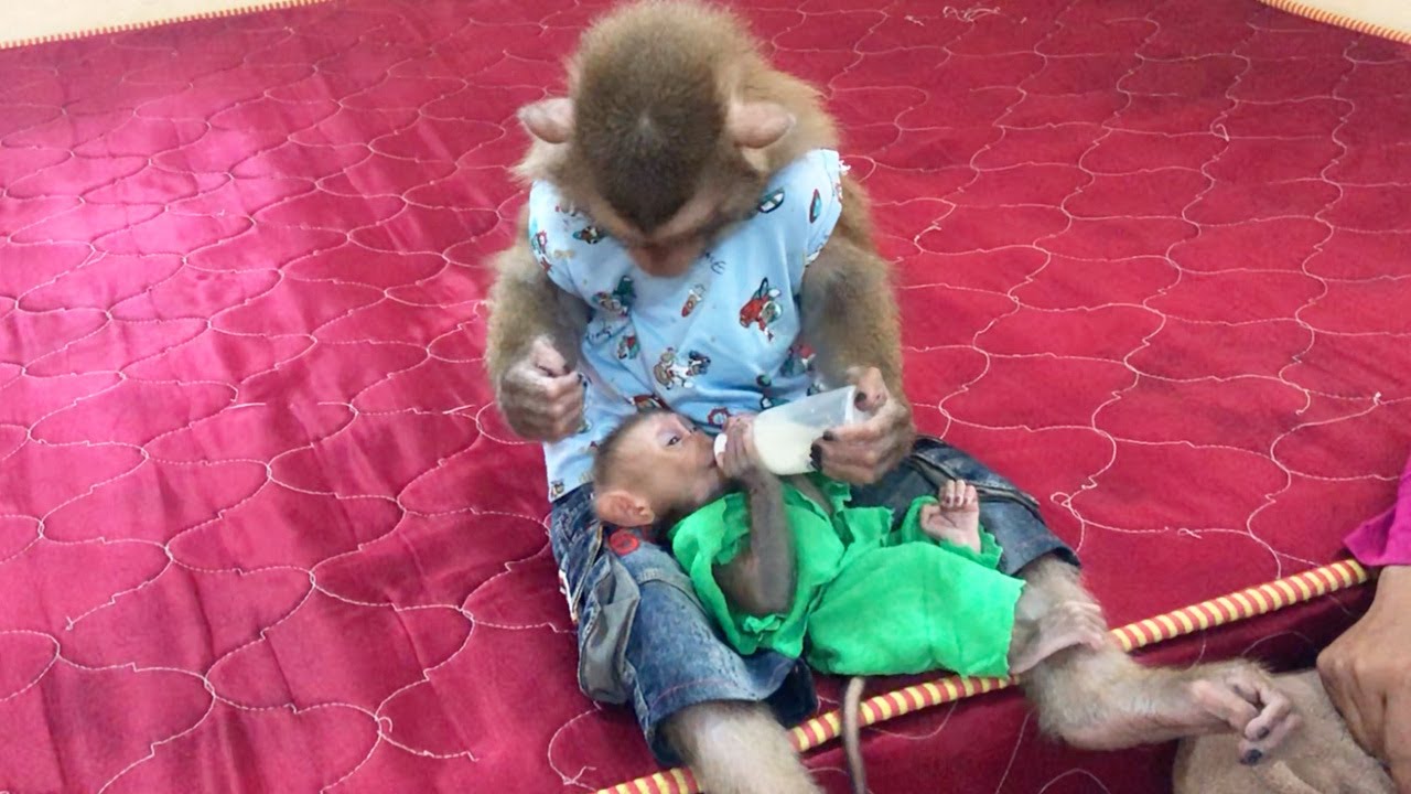 Brother Jason Gentle Babysitting Jesa To Drink Milk Smoothly