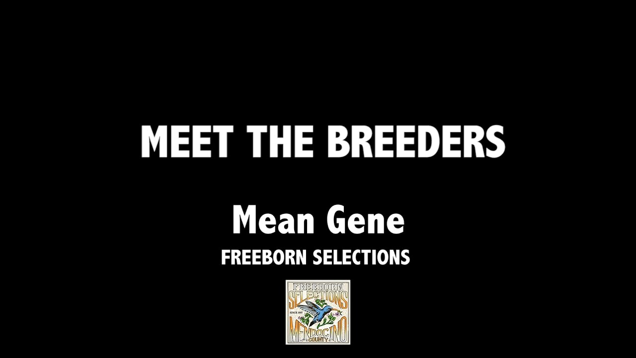 Freeborn Selections/Aficionado with Mean Gene