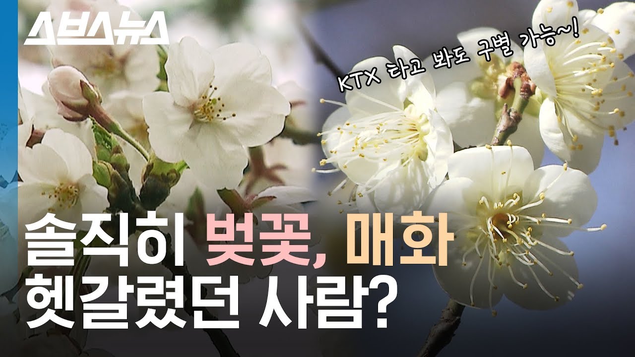 당신이 본 벚꽃이 벚꽃이 아니다? 헷갈리기 쉬운 벚꽃 매화 구분법! / 스브스뉴스