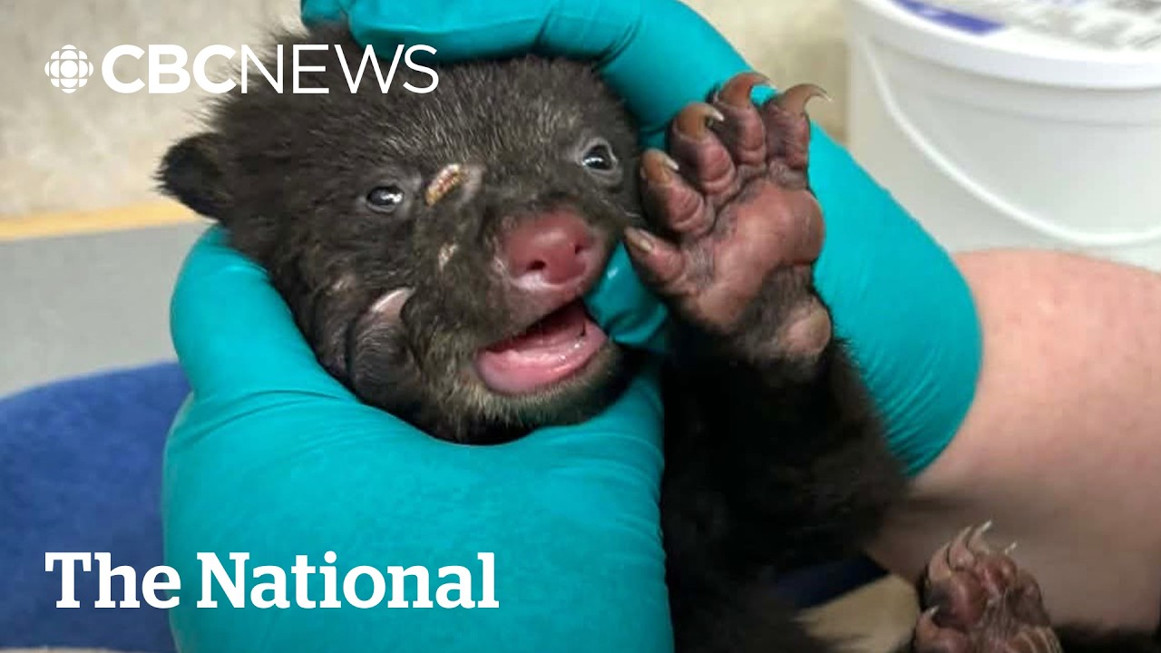 #TheMoment a bear cub was saved by B.C. volunteers