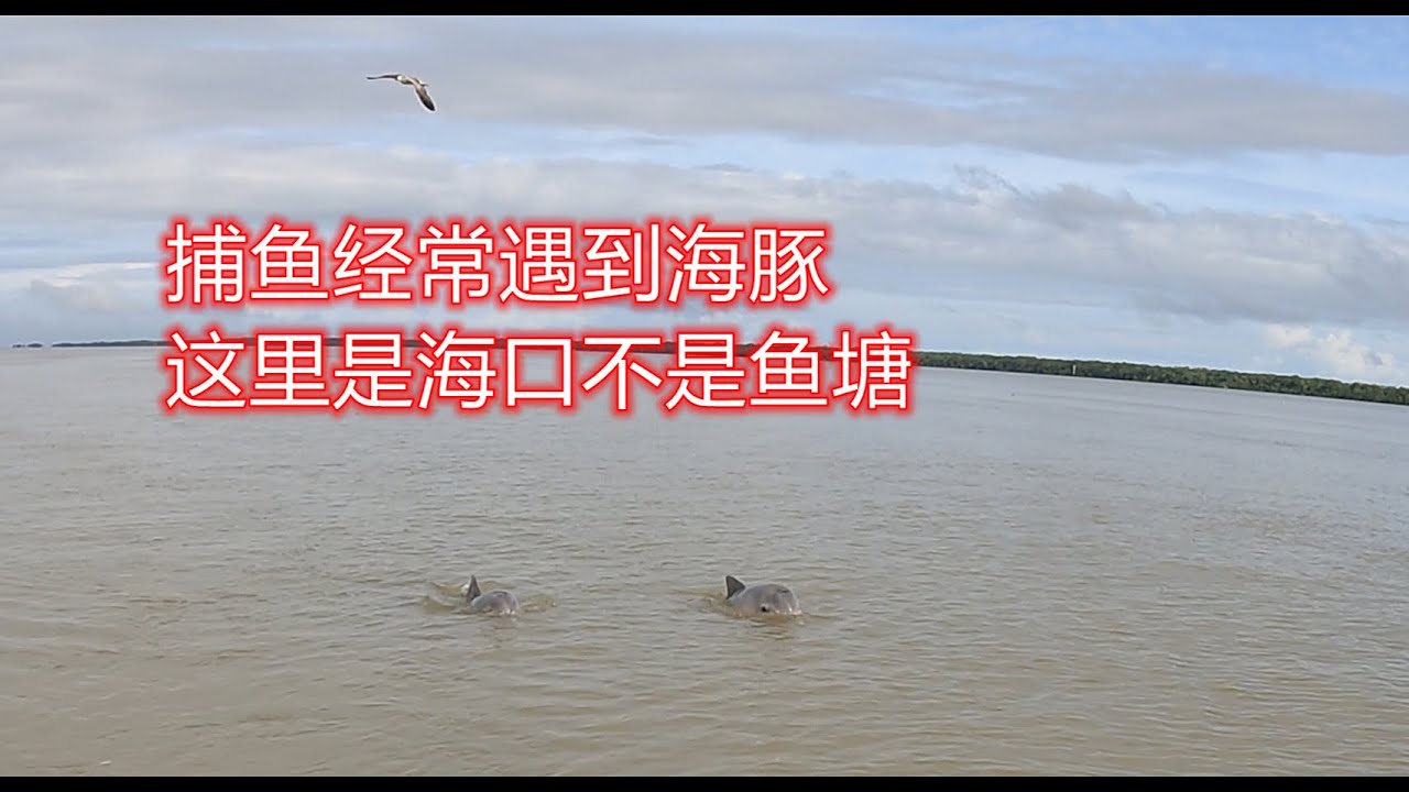【阿牛赶海】 阿牛捕鱼的地点经常会出现珍稀动物海豚，徘徊在捕鱼船后面捡漏