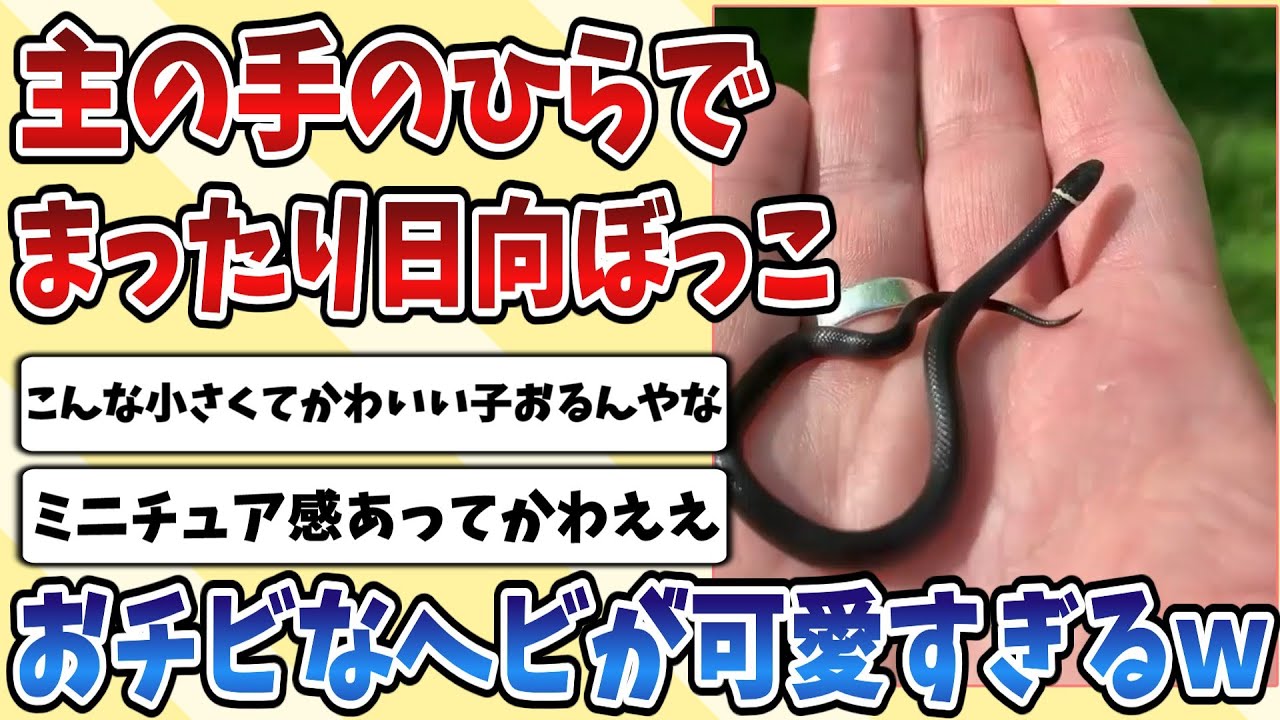 【2ch動物スレ】主とお散歩して手のひらで日向ぼっこをするおチビな【ヘビ】がのんびりまったりで可愛すぎるｗｗｗ