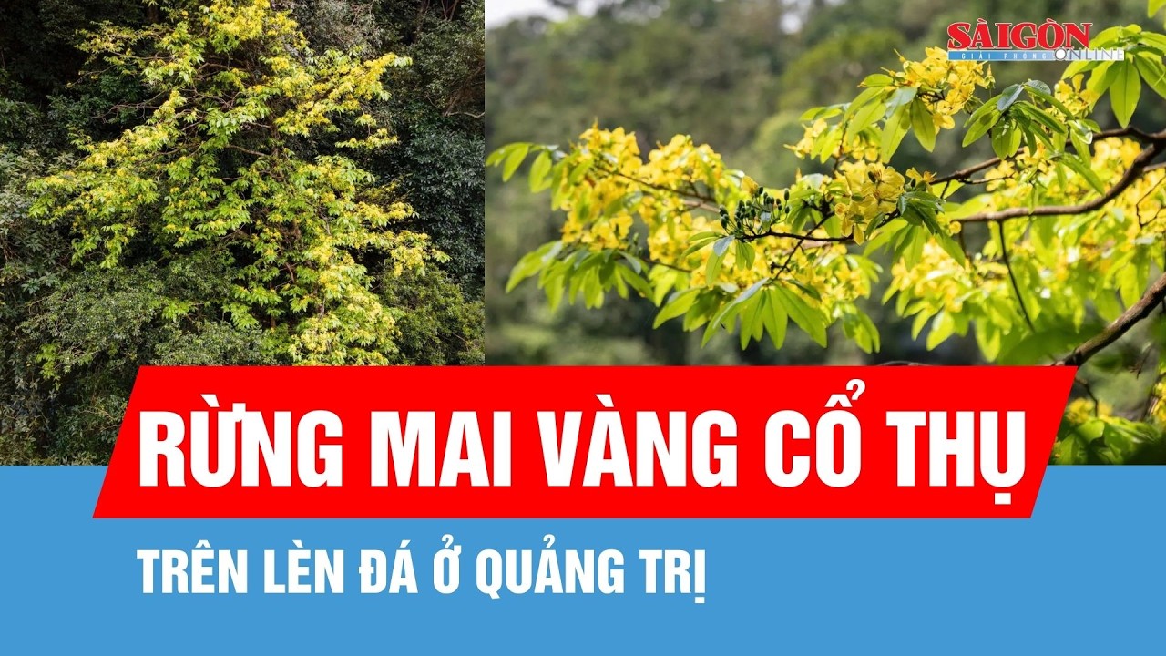 Độc đáo rừng mai vàng cổ thụ trên lèn đá ở Quảng Trị