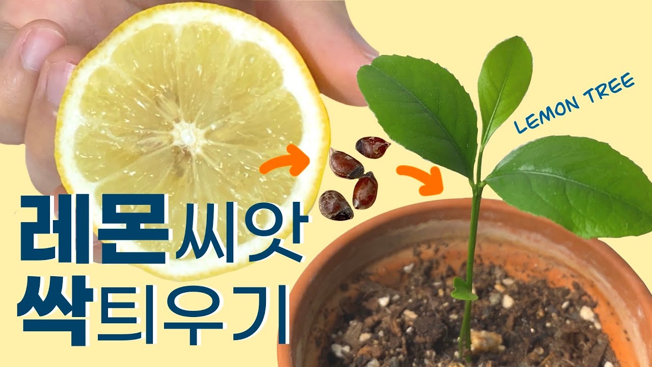 따뜻한 레몬차 마시고 레몬씨 싹틔워서 레몬나무 기르기(레몬 씨 발아)