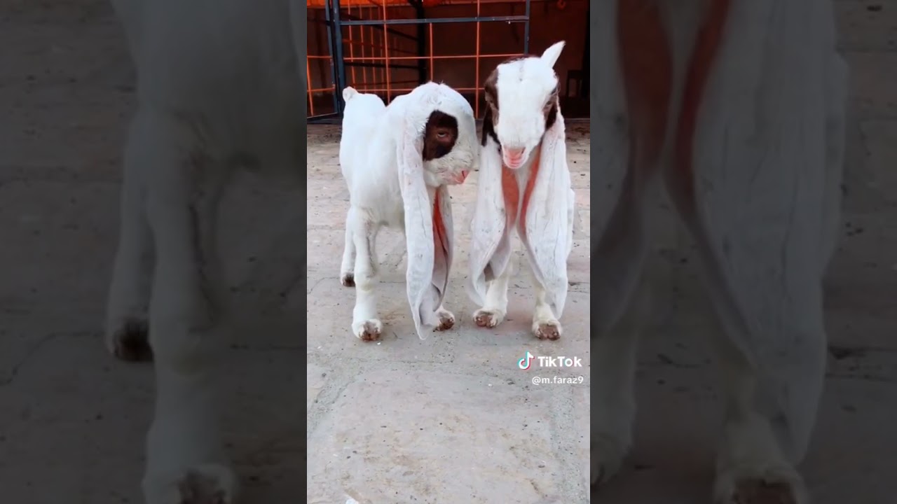 #gote