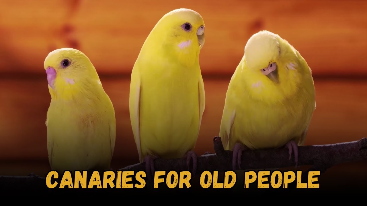 Canaries Are PERFECT Birds for Older People &mdash; Cost, Diet & Full Beginner Care
