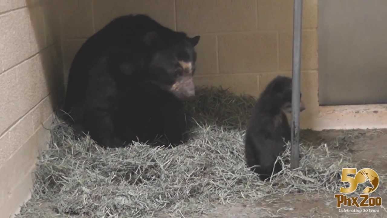 Andean Bear Cub Helps Mom Build a Nest