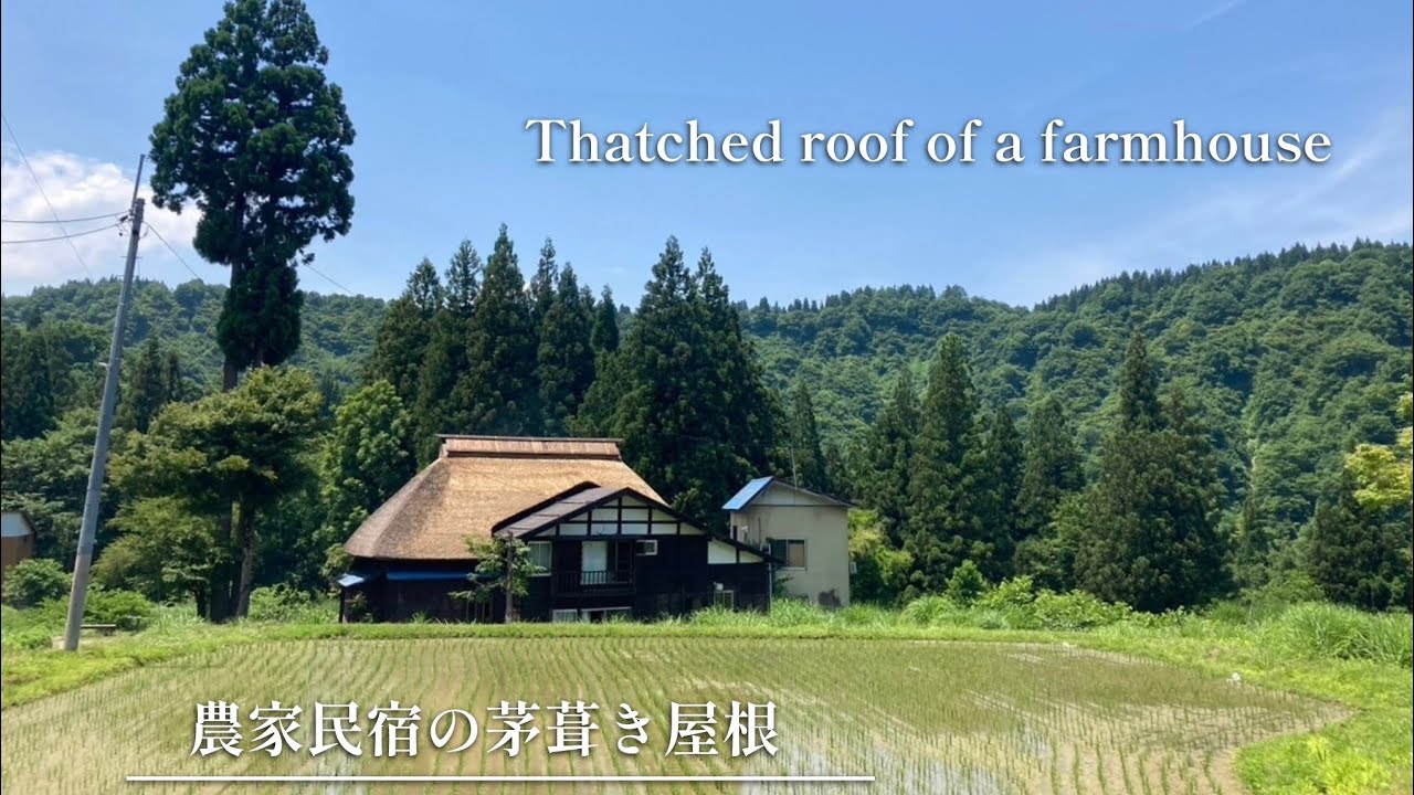 【新潟】農家民宿の茅葺き屋根 part.2   Reroofing the farmhouse Kayaya
