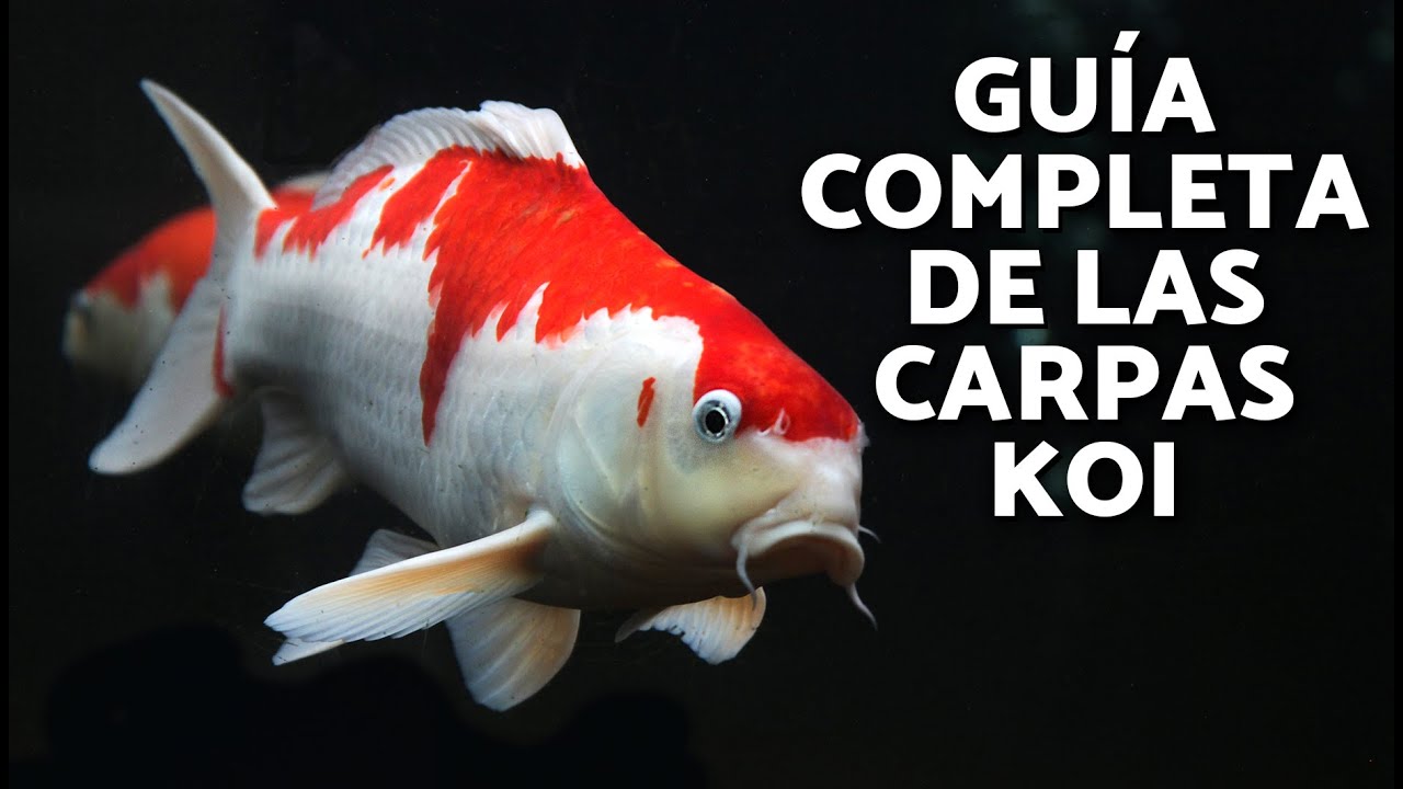 Alimentaci&oacute;n y CUIDADOS de los peces CARPA KOI 🐟🎏 (&iexcl;Gu&iacute;a COMPLETA del Cyprinus Carpio Koi!)