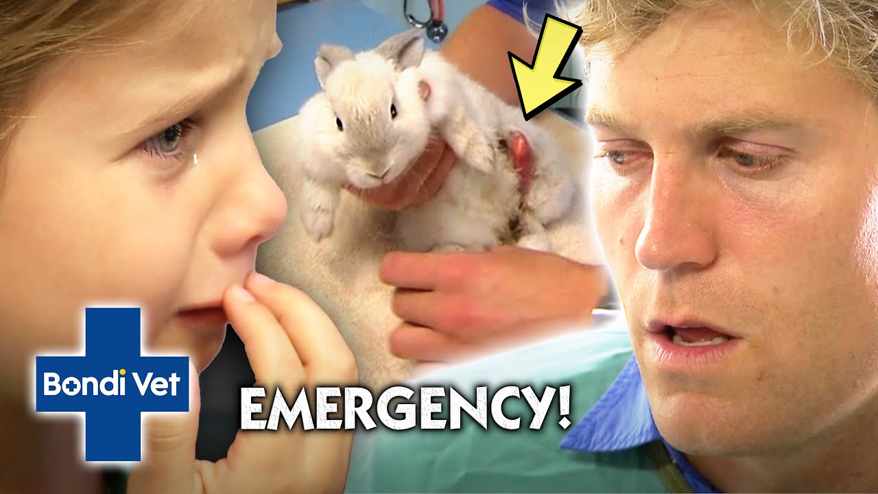 Bunny's Leg Limb Has DETACHED FROM SKIN | Bondi Vet