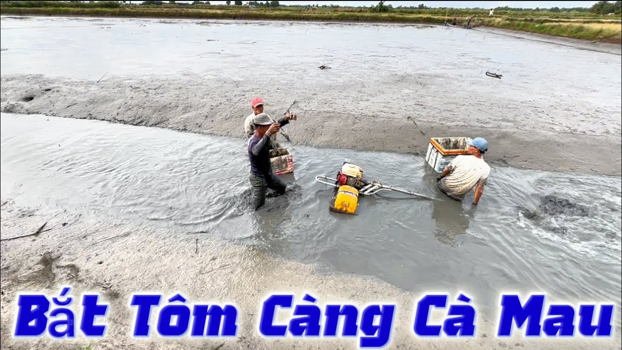 Thu Hoạch Tôm Càng Cà Mau Mới Nhất 