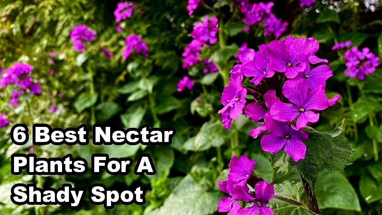 The 6 BEST NECTAR PLANTS For SHADE