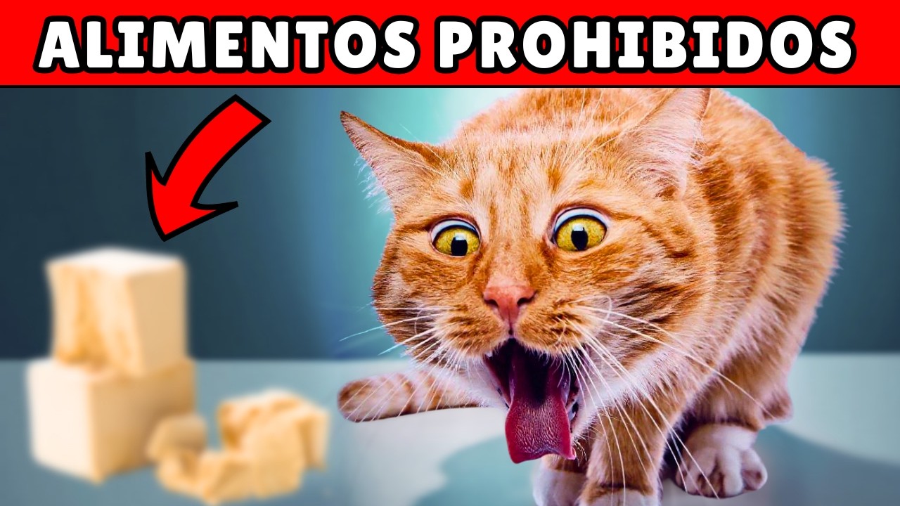20 alimentos PELIGROSOS que tu gato NUNCA debería comer
