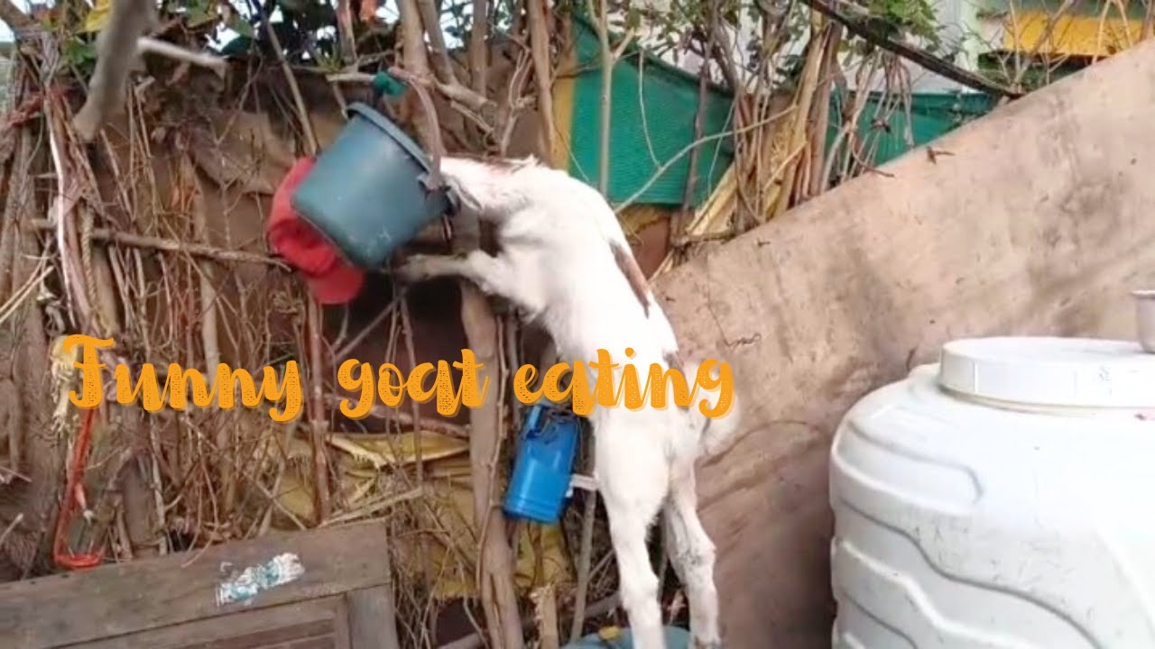 Funny goat 