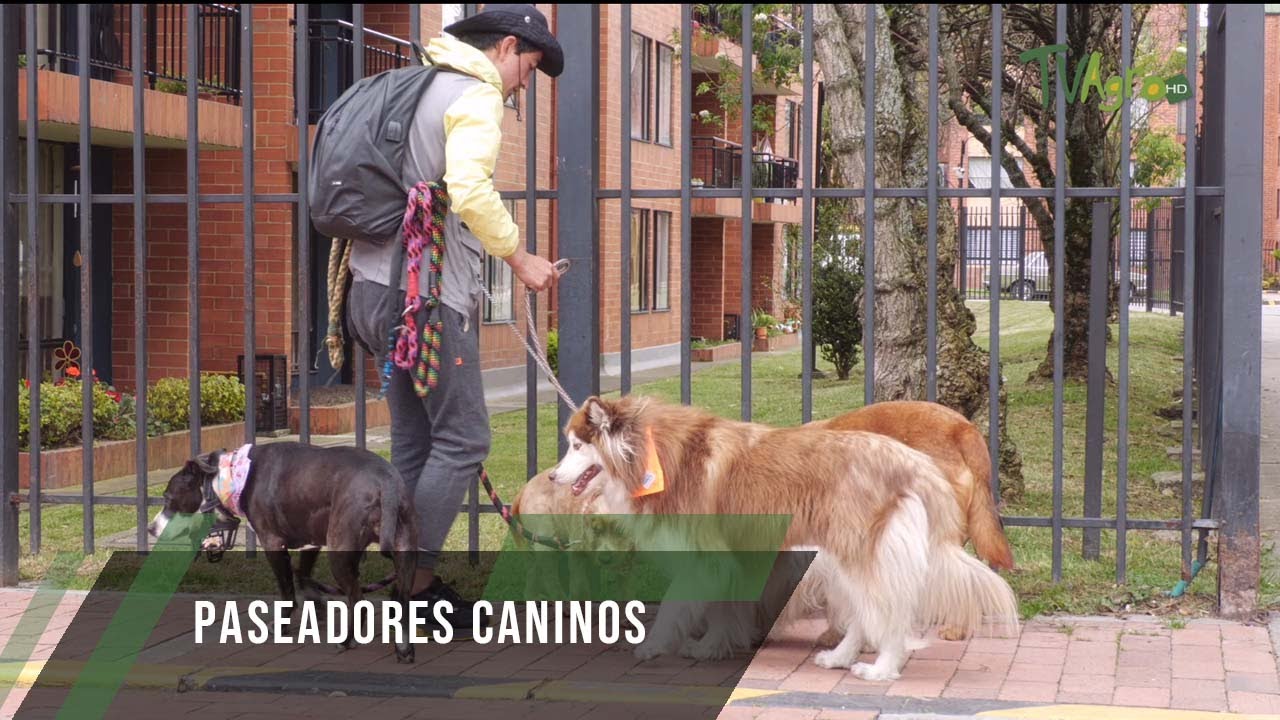 Paseadores caninos - TvAgro por Juan Gonzalo Angel Restrepo