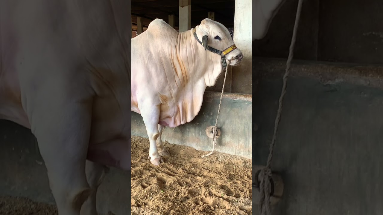 Sakran Cattle Farm #animalslover  #sakrancattlefarm #cow #bull #cattle