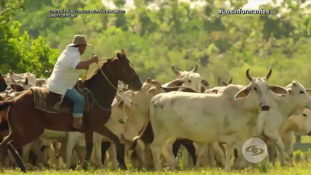 “El Cholo Valderrama: El Canto Llanero que Hizo Eco en los Grammy | Noticias Caracol”