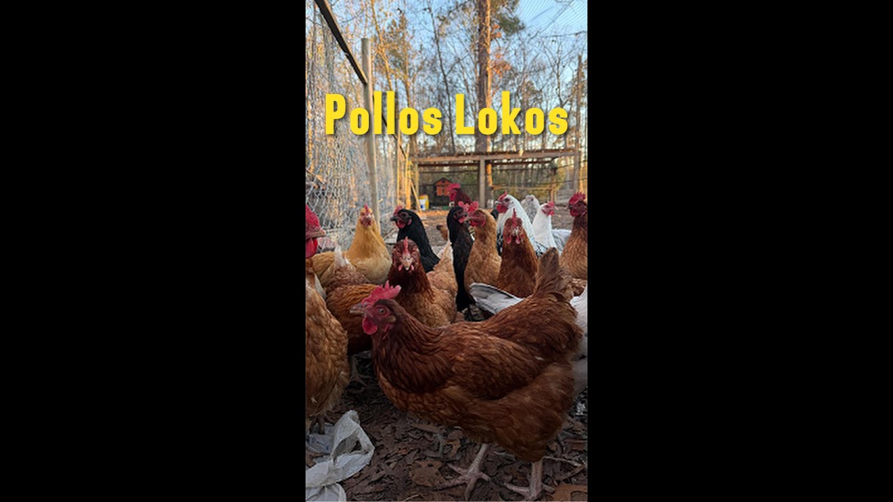 🐓polloslokoz🍗