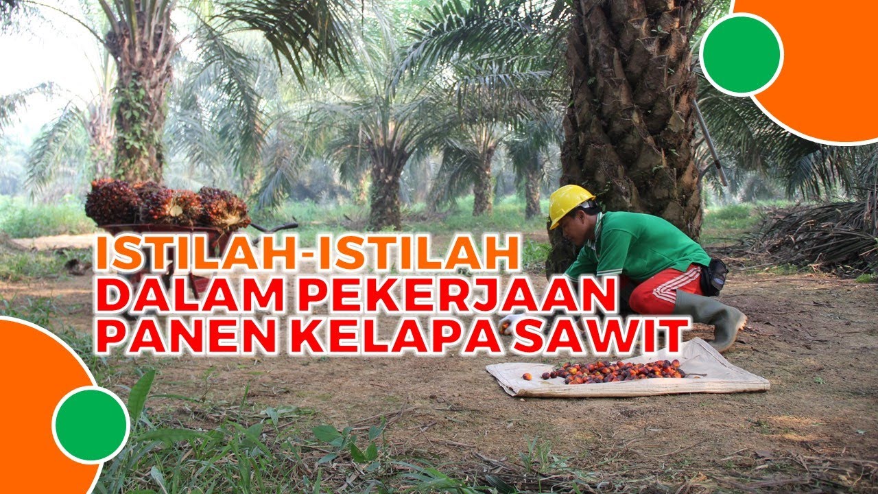 Ragam Istilah Dalam Pekerjaan Panen Kelapa Sawit