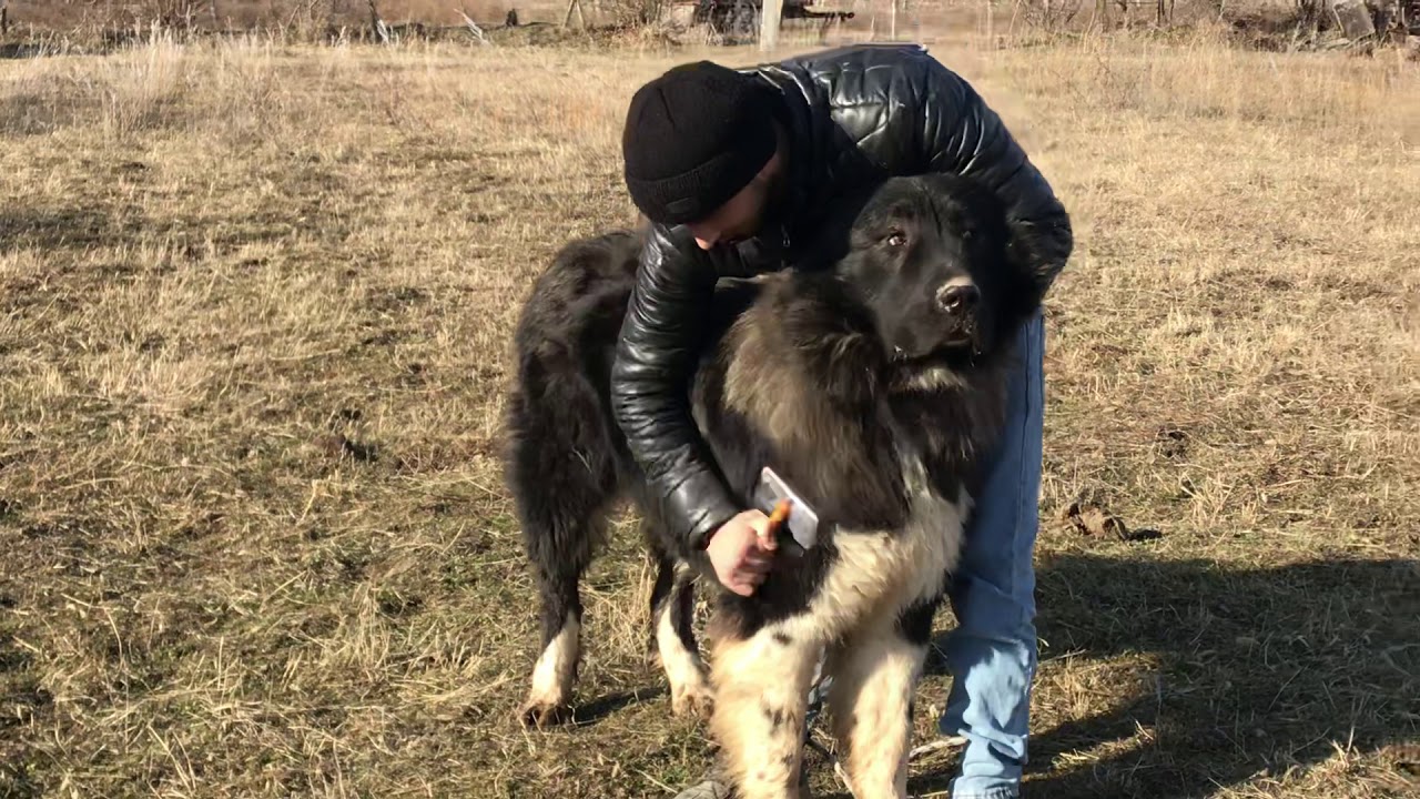 როგორ ხდება ქართული ნაგაზის მოვლა ყოველდღიურად / rogor xdeba qartuli nagazis movla yoveldgiurad