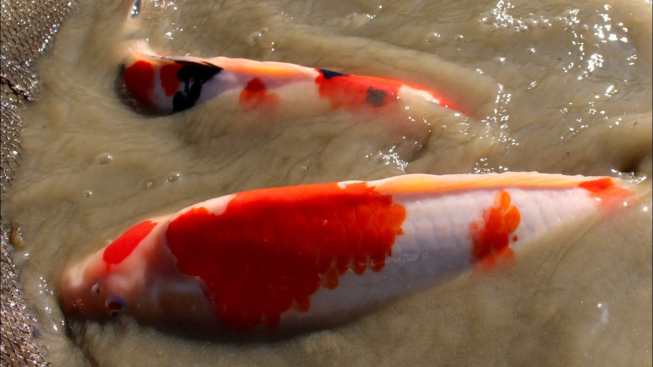 All these koi have grown BIG in a mud pond | Grow Out Poject