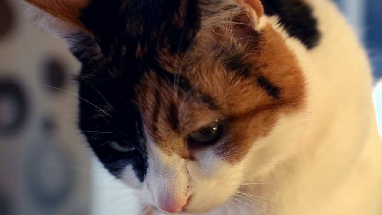This Deaf Cat Gets Overstimulated And Angry Very Easily | My Cat From Hell